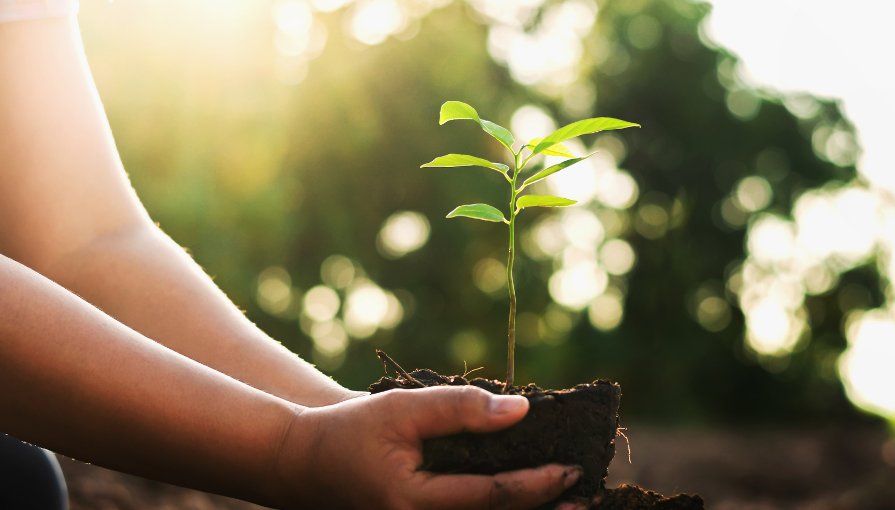 Consultoria Ambiental: Por Que Ela é Essencial para Empresas e para o Futuro do Meio Ambiente?