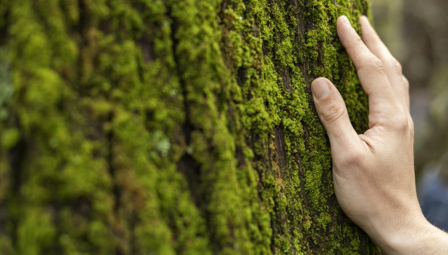 Dioxinas e Furanos: Impactos na Saúde e Meio Ambiente